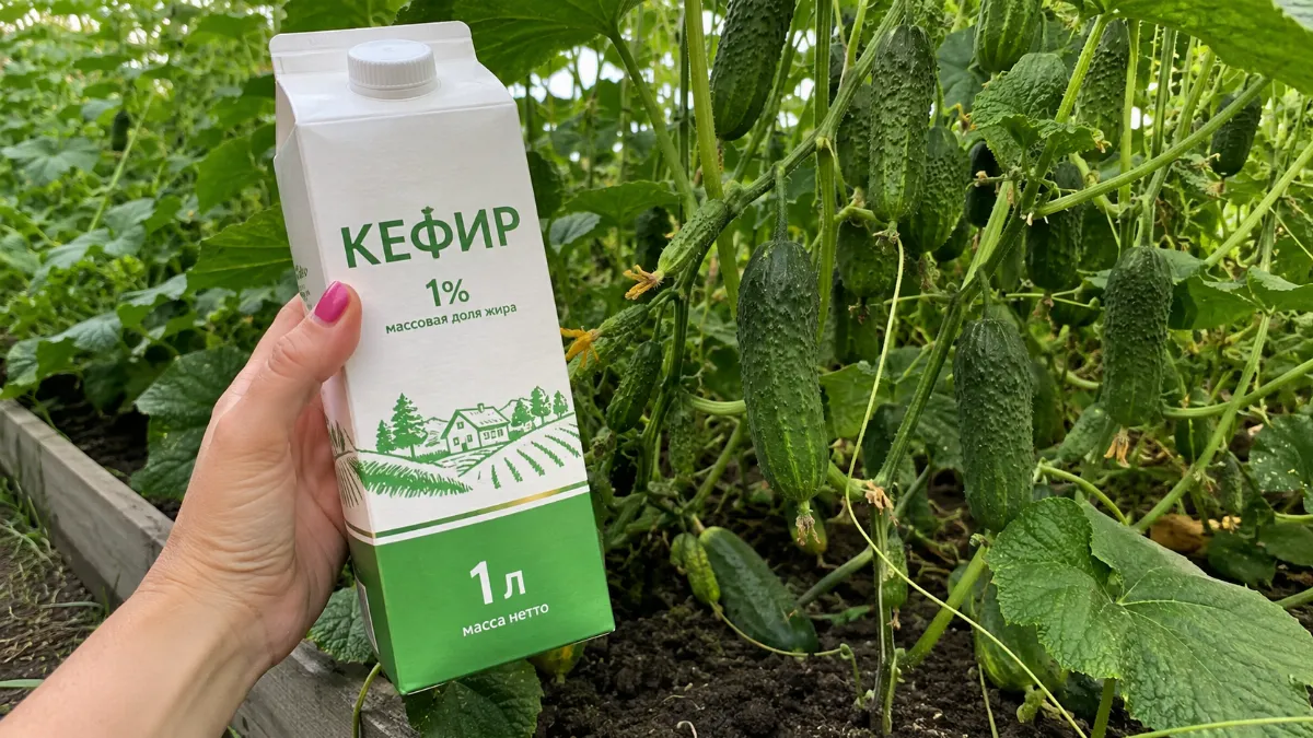 Беру 1 литр кефира — и на грядках огуречный ковер: урожай валит до морозов