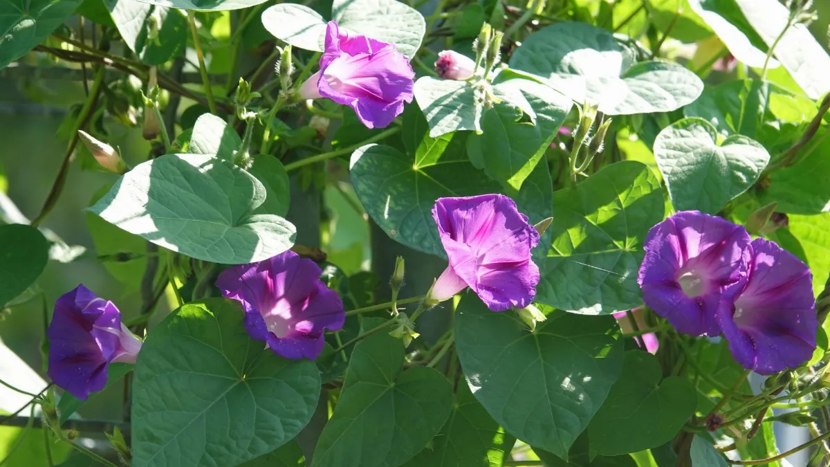 Попавшую под запрет ипомею сами не вычислите: есть лишь один выход из положения