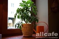 Абажур