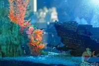 Fantasia del Mare / Фантазия Моря
