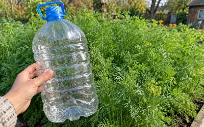 Обычная бутылка из-под воды — и укроп прёт с сентября до морозов: соседи завидуют и просят секрет