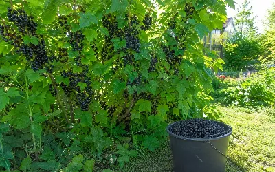 Не смородина, а ягодное дерево — 10 кг с куста: обрезаю по методу Ганичкиной для рекордного урожая