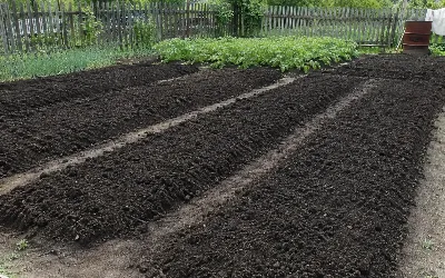 Готовлю грядки к новому сезону — засыпаю "биотопливом": весной даже глина станет черноземом
