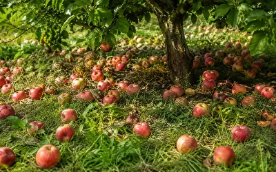 Падалица яблок — не мусор: как превратить упавшие плоды в запасы на зиму
