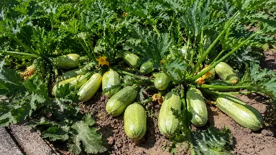 По 15 кабачков с куста собираю даже в холодное лето: прут как на дрожжах — простая схема выращивания