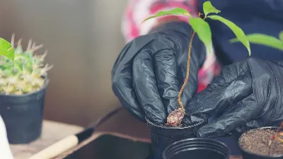 От «черной ножки» так просто не избавиться: есть лишь один способ спасти рассаду