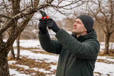 Срочно удалите эти части у яблони в марте — начнет плодоносить как бешеная сладкими и крупными плодами: идеальная схема обрезки 
