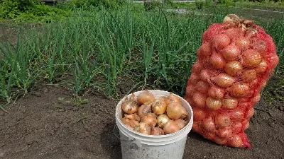 Не зола и не навоз: вот чем полить лук в конце мая — по 50 кг крупных головок с каждой грядки