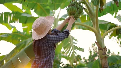 Миллиарды людей вскоре лишатся этих продуктов: стало известно о последствиях изменения климата