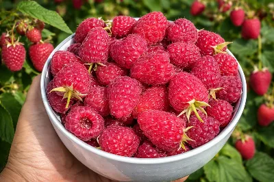 Малина размером со сливу и слаще меда: 7 самых вкусных и гигантских сортов — рекордный урожай с июня до заморозков 