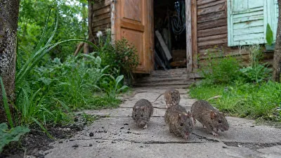 Щепотку этой специи в мешочек — и по углам: мыши табунами бегут из дома