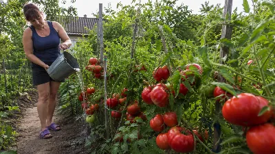 Томаты обожают этот "наливной коктейль" в июле: через неделю — мясистые, сахарные, без трещин