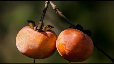 Что сделать из хурмы?