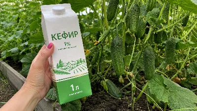 Беру 1 литр кефира — и на грядках огуречный ковер: урожай валит до морозов