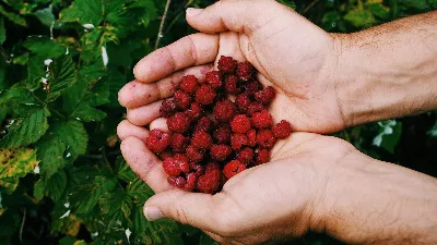 Малина будет выдавать рекордный урожай каждое лето: выбирайте саженцы с умом
