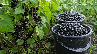 Метод 3 ударов превращает смородину в урожайную машину: 9 кг крупных сладких ягод с куста
