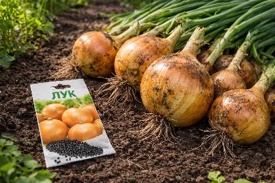 Перестала мучиться с севком: этот способ посадки лука экономит деньги и нервы, а урожай лучше — луковицы крупнее, слаще и без стрелок