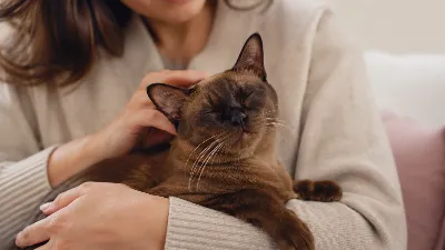 Кошки с душой собаки: самые ласковые и преданные породы — идеальны для семей с детьми