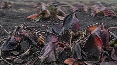 Шок-реанимация клубники: как я спасла погибшие после зимы кусты и собрала урожай вёдрами