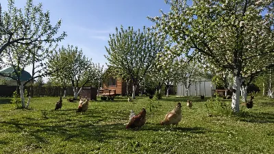 Избавляюсь от клещей на даче за 1 час без химии: курятник-ловушка и старые тряпки — секретное оружие от кровососов 