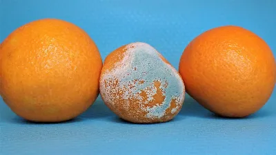 Вот как нельзя хранить продукты: плесень обожает такие места