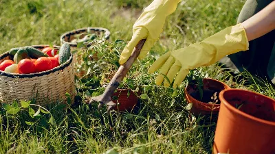 У мудрых дачников всегда под рукой нашатырный спирт: решит сразу две проблемы