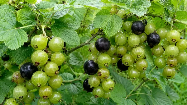 250 граммов — и смородина больше не осыпается: ягод море, сладкие как мёд, собираю по 3 ведра с куста