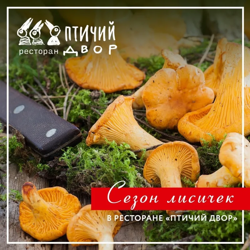 Ресторан «Птичий двор» приглашает на дегустацию сезонного меню лисичек