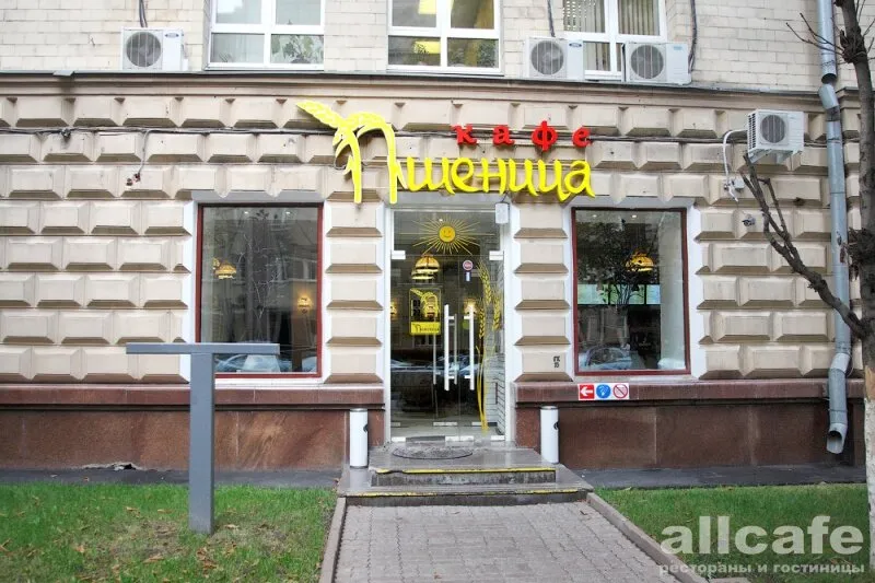 Пшеница