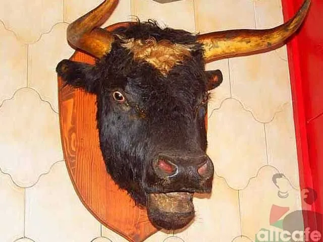 Siesta / Matador