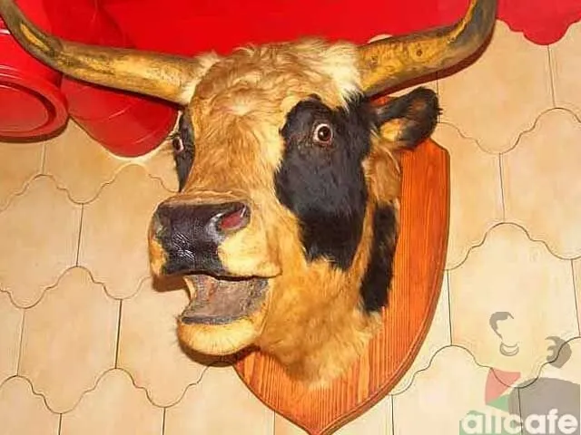 Siesta / Matador