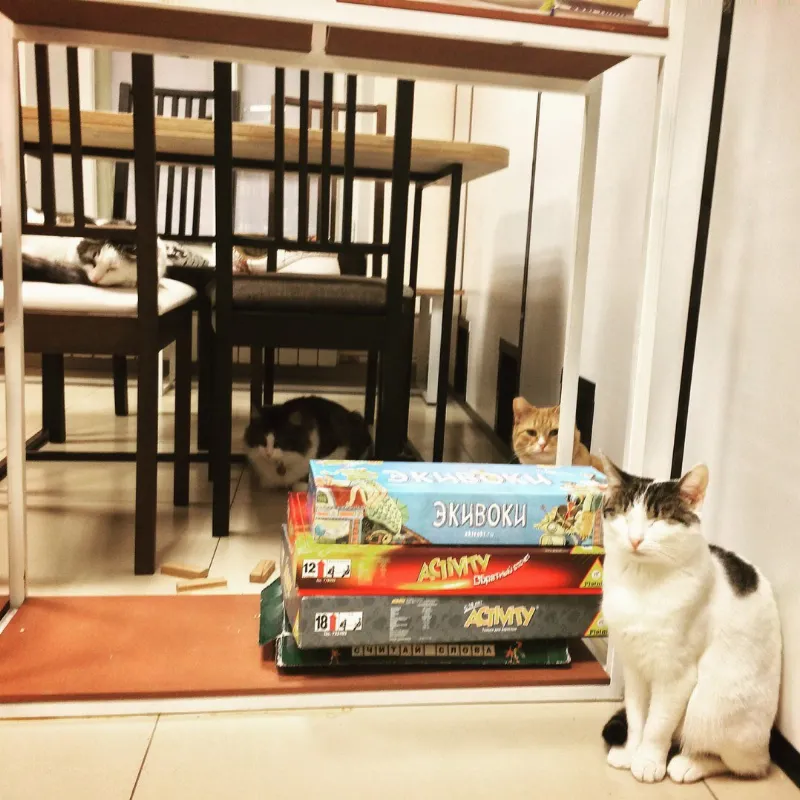 Котокафе Soulmate