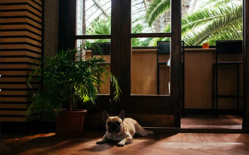 Orangery