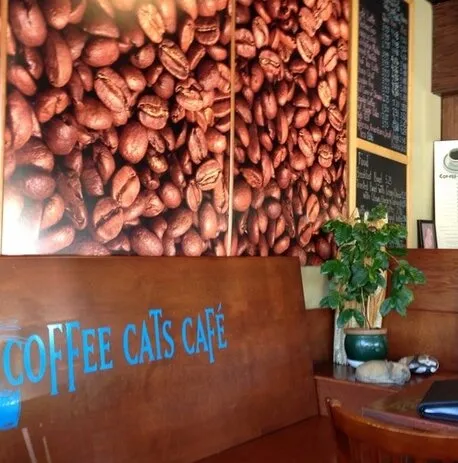CoffeeCat